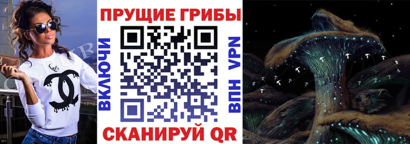 продажа наркотиков  Ильский  Галлюциногенные грибы Cubensis 